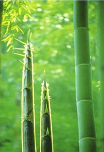 MAO Bamboo