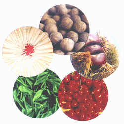 healthy food