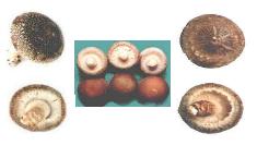 Fresh Shiitake