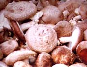 provide green health food from china