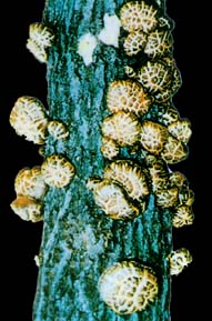 green health food of mushrooms