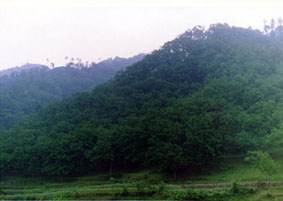jd.jpg (28149 bytes)
